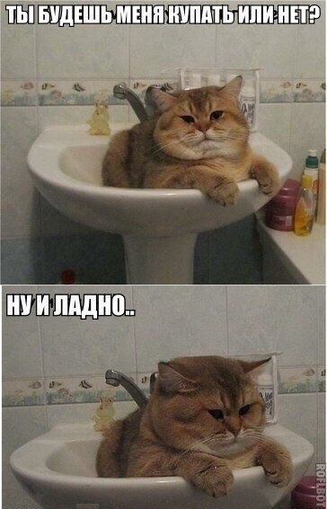 Ванна для кота