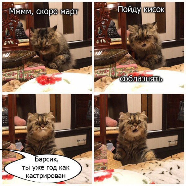 Кот в шоке