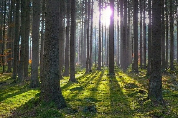 За последние 300 лет человеком уничтожено 66% всех лесов Земли.