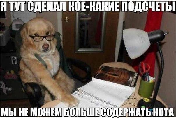 Мы не можем содержать кота