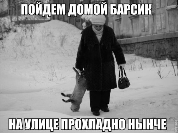 Барсик, домой!