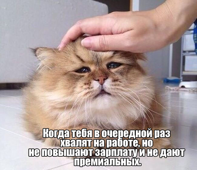 Хвалят