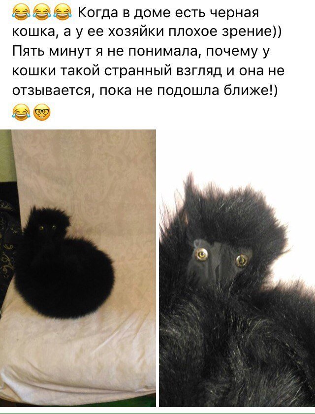 Чёрная кошка
