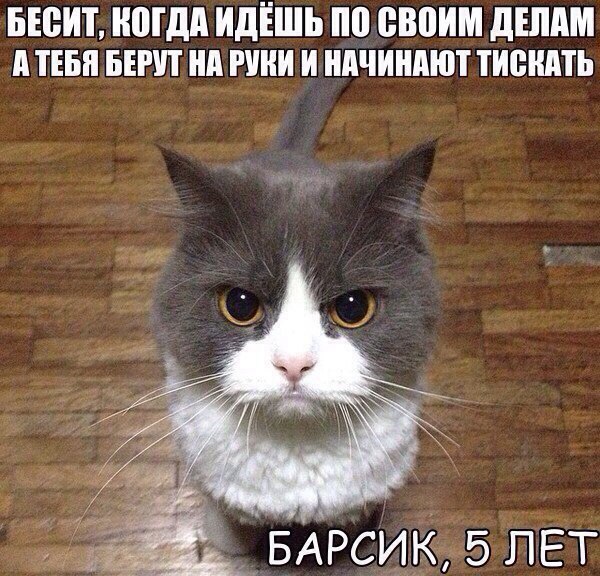 Барсик