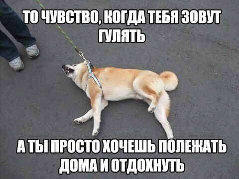 Зовут гулять