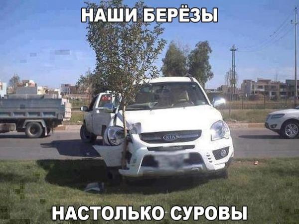 Наши берёзы