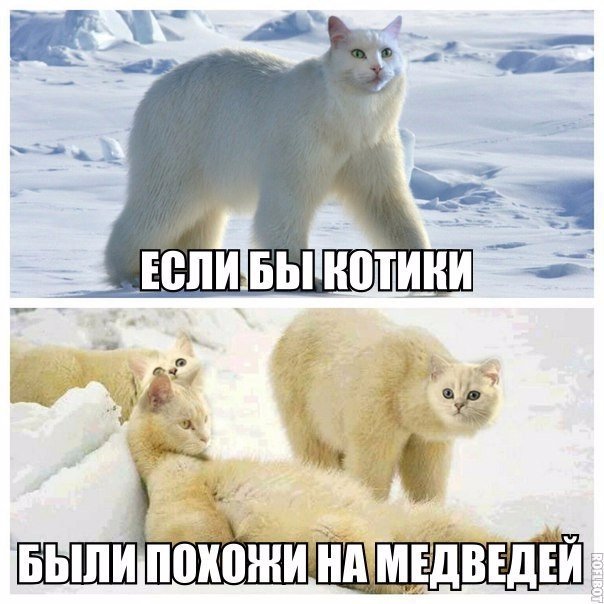 Котодведи