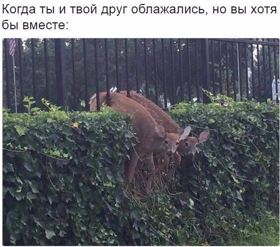 С братюней