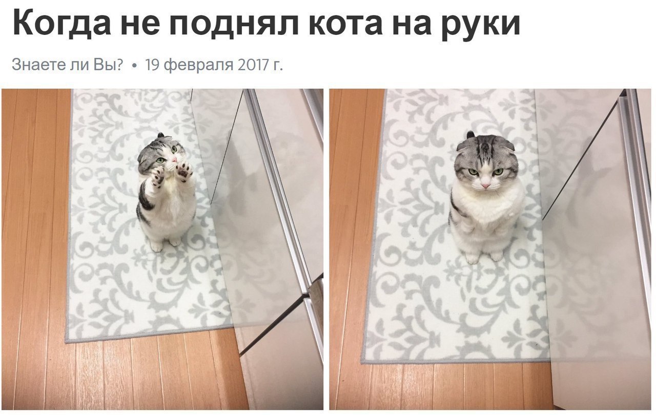 Хочу на ручки!