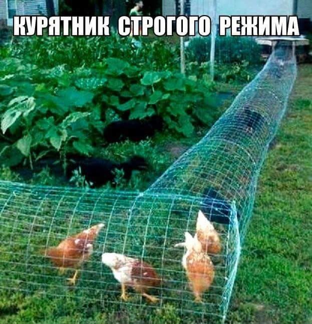 Курицы на зоне