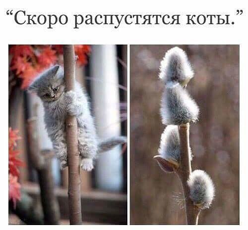 Котюльпаны