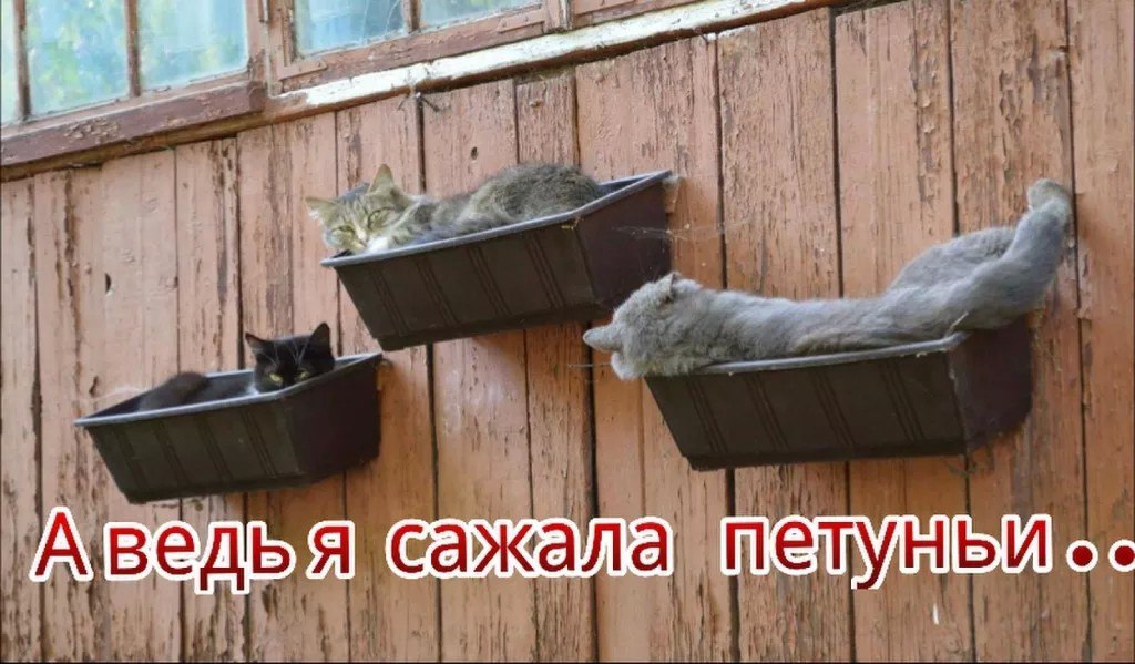 Котуньи